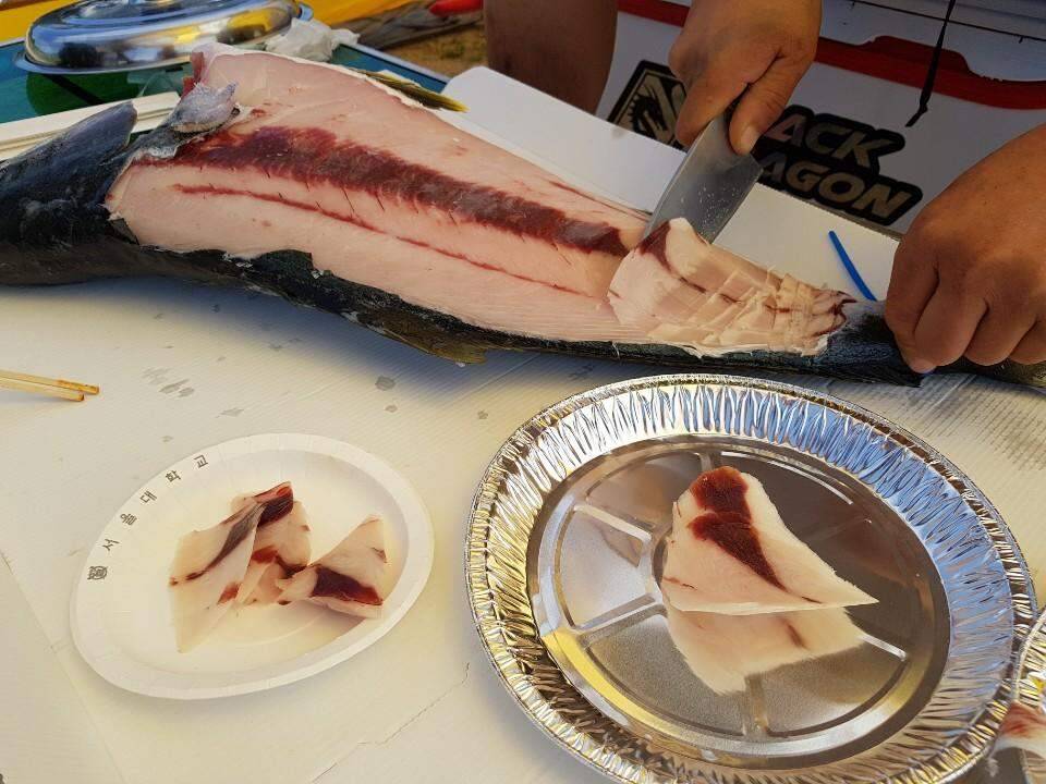 먹개비의 낚시 투어 94탄 멤버들과 상주권 낙동강 도전 (조황조행기 - 화보조행기)