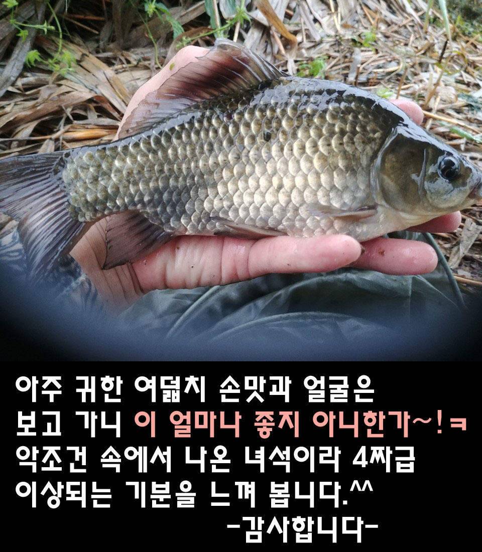 두계천 조업 2편 (조황조행기 - 화보조행기)
