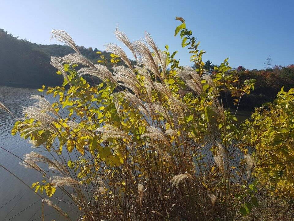 한해를 마무리 하는 길목에서 (조황조행기 - 화보조행기)