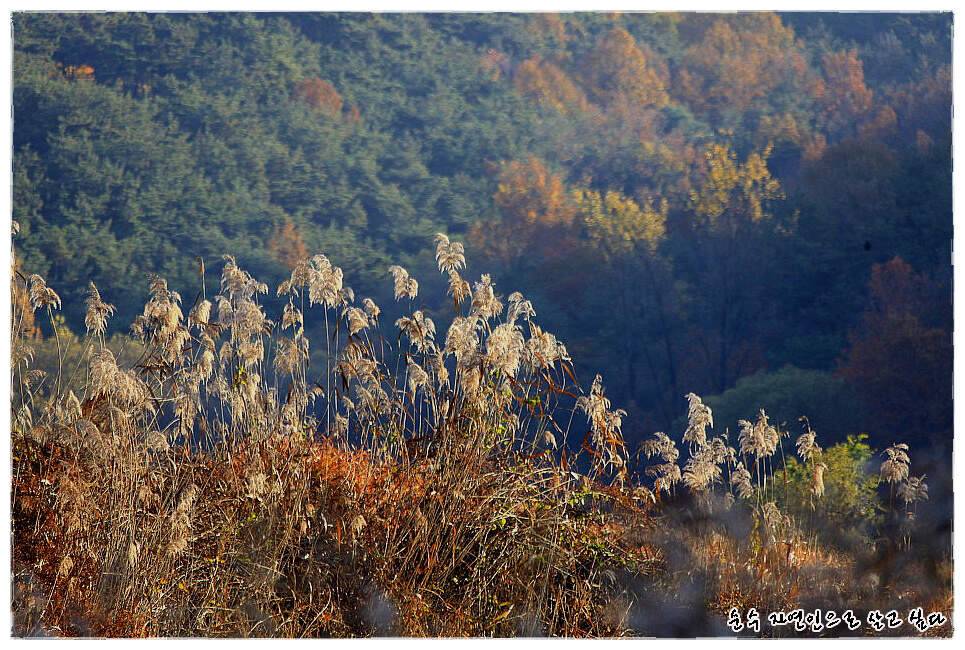꾼이야 낚시여정 175편 둥벙수준의 부들밭에서 (조황조행기 - 화보조행기)