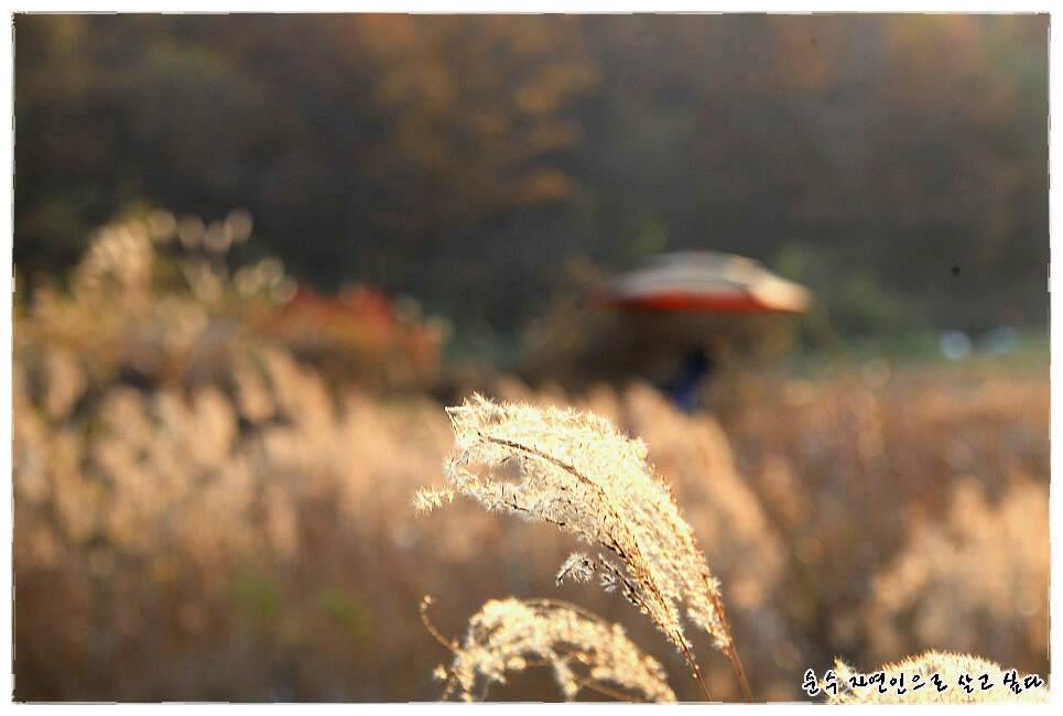 꾼이야 낚시여정 175편 둥벙수준의 부들밭에서 (조황조행기 - 화보조행기)