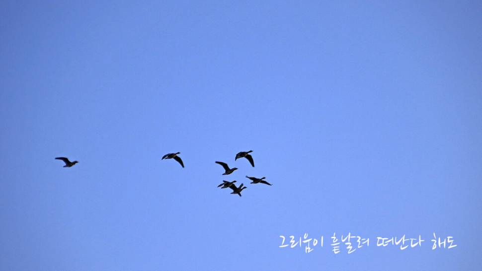 붕어낚시 시즌 시작 Carp fishing season begins (조황조행기 - 화보조행기)