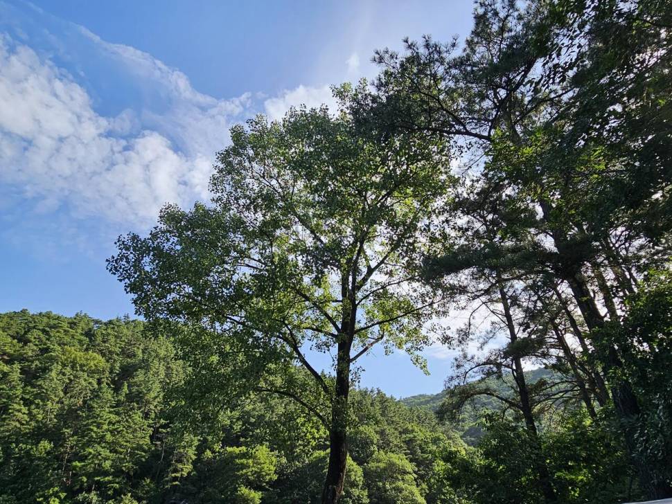 산속 계곡지에서 (조황조행기 - 화보조행기)
