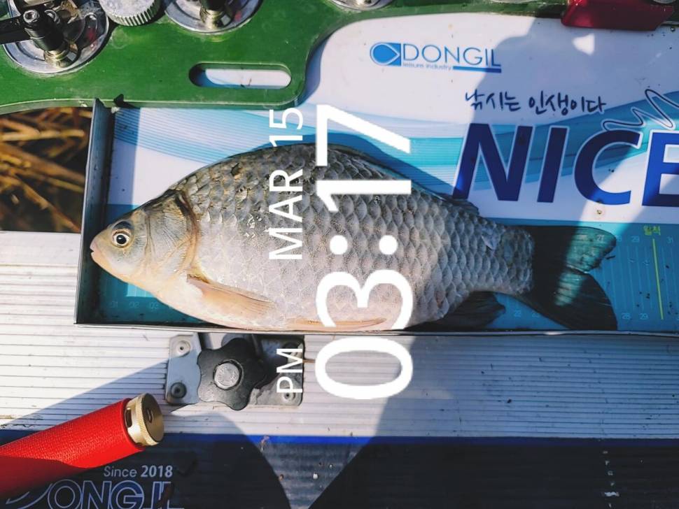 영암에 찾아온 봄 (조황조행기 - 화보조행기)