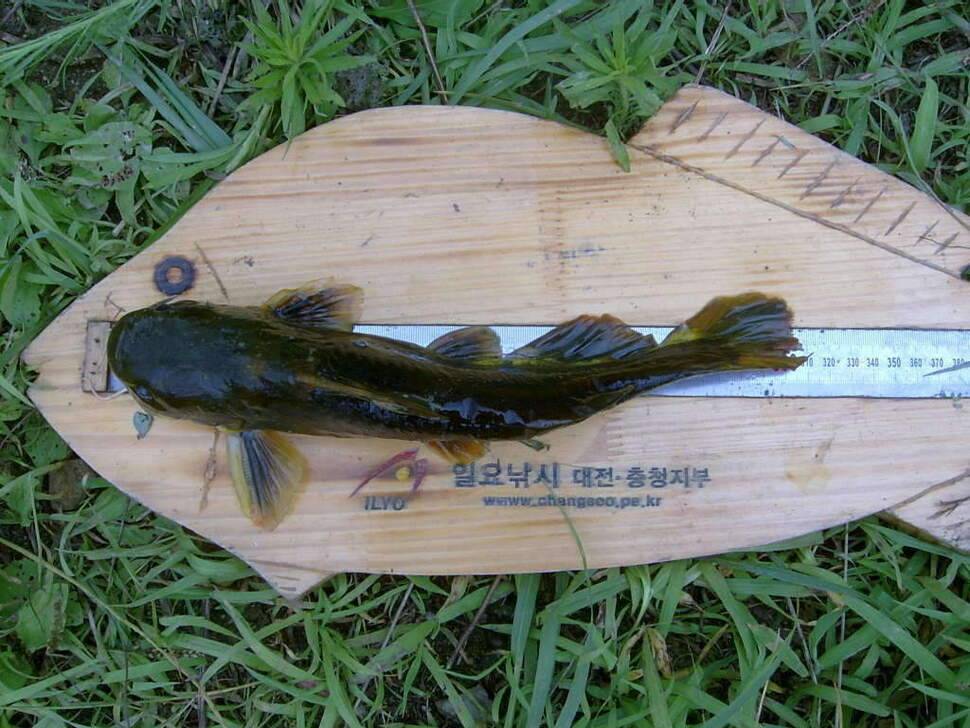 비온후를 노려라 조치원 고복지 (조황조행기 - 화보조행기)