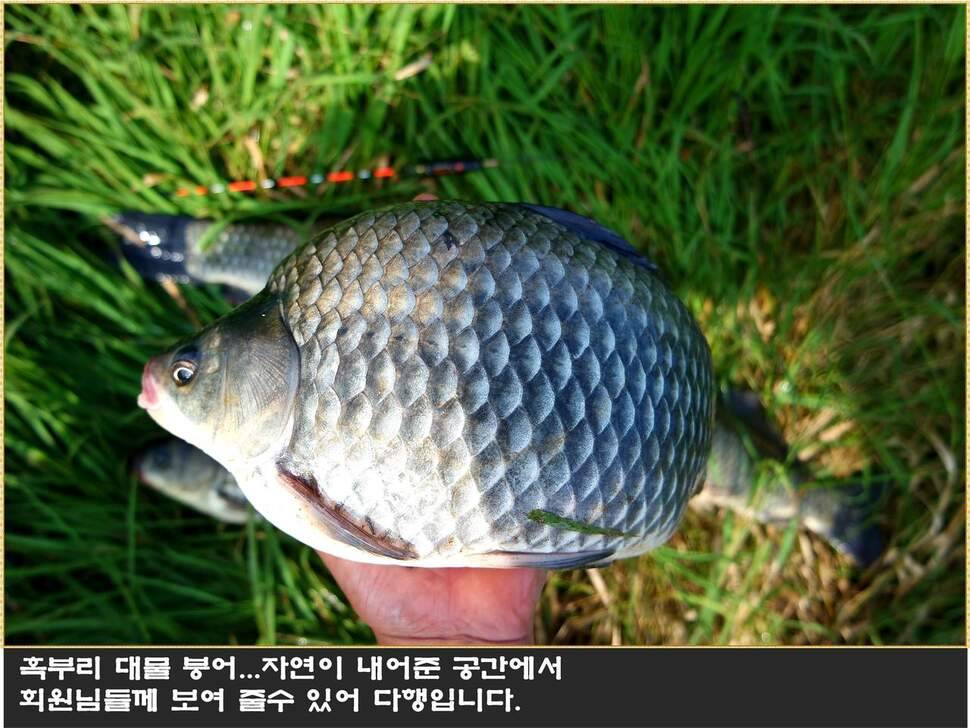 붕어에 낚이다 (조황조행기 - 화보조행기)