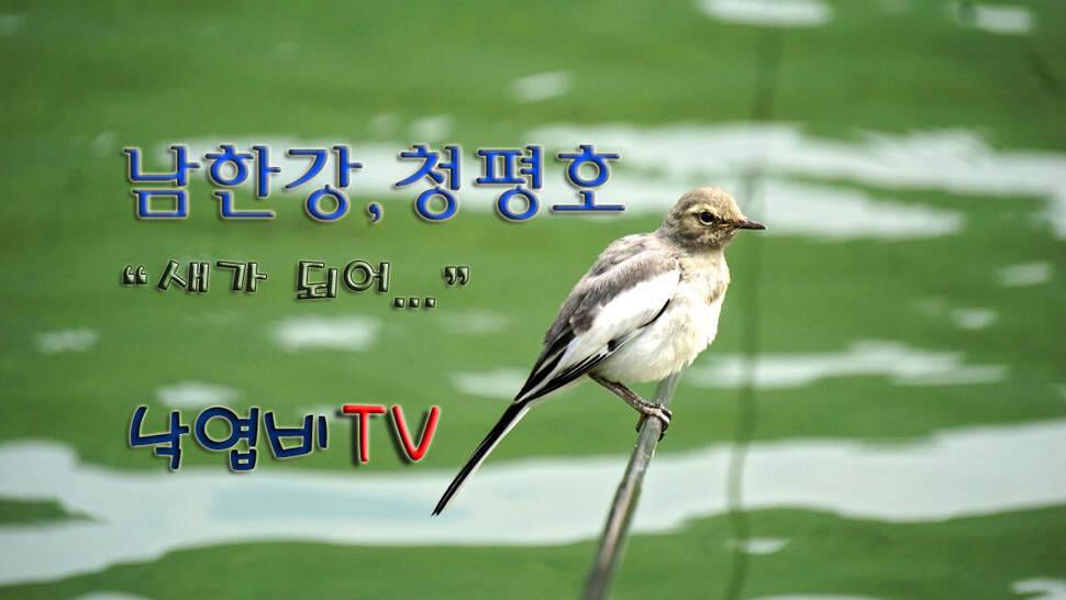 남한강 청평호 혹서기 붕어낚시 (조황조행기 - 화보조행기)