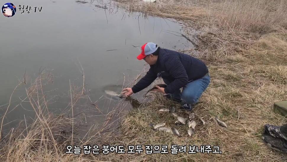 붕어낚시 홍성호에서 6치부터 4짜까지 마릿수 성공 (조황조행기 - 화보조행기)