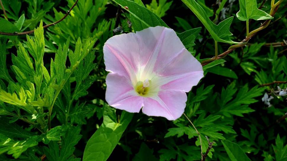 노지 조행기 시즌8화 (조황조행기 - 화보조행기)