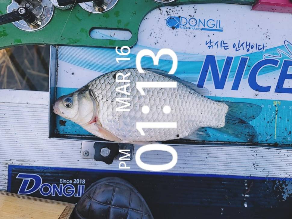 영암에 찾아온 봄 (조황조행기 - 화보조행기)