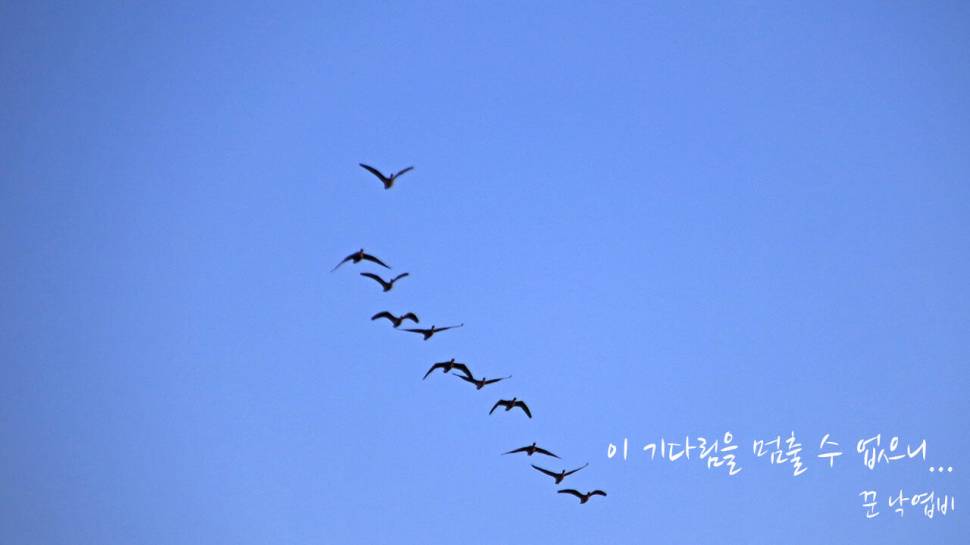 붕어낚시 시즌 시작 Carp fishing season begins (조황조행기 - 화보조행기)