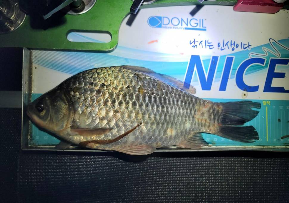 산란이 끝난 붕어들과의 만남 (조황조행기 - 화보조행기)