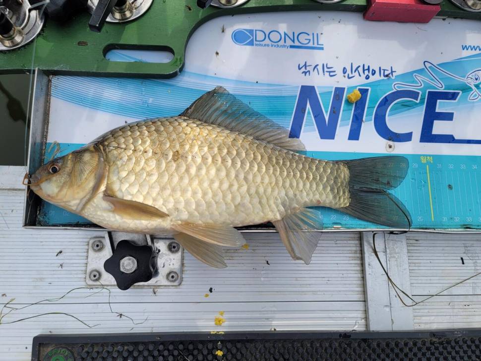 3번의 도전 끝에 만난 대박 행운 (조황조행기 - 화보조행기)