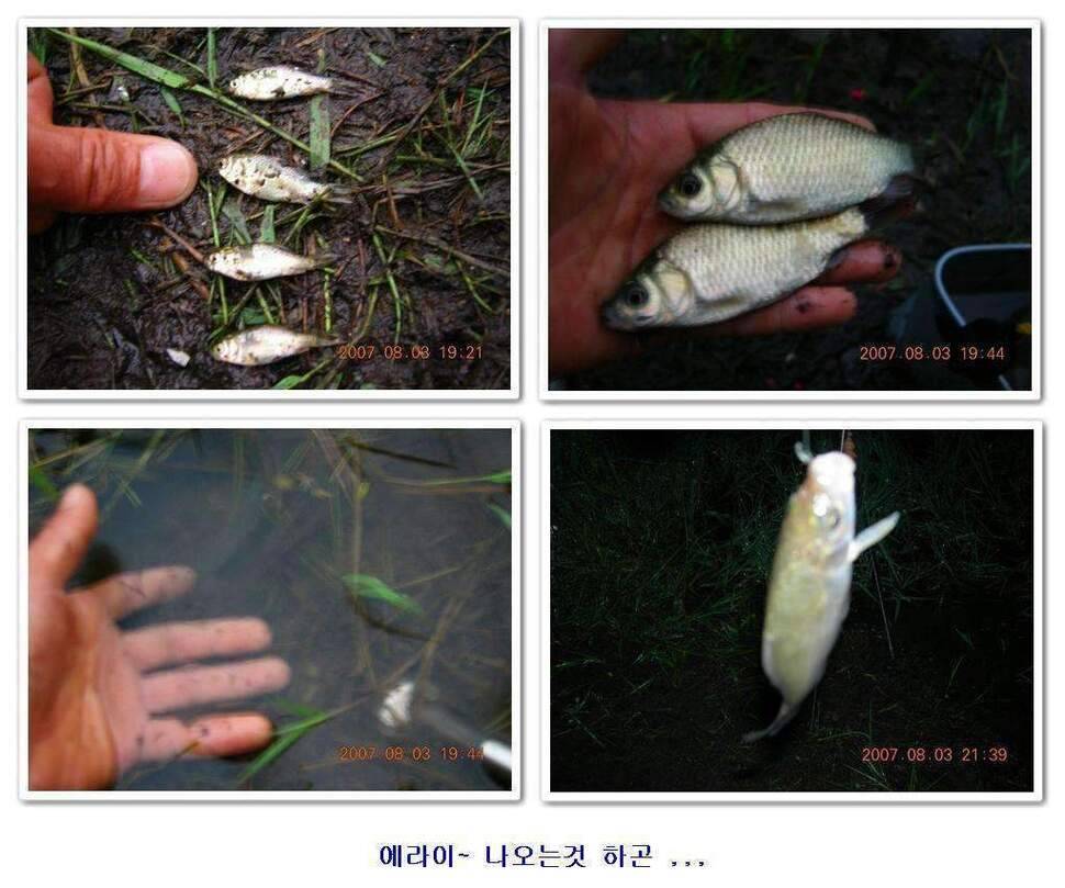 황금 붕어를 만나다 옥천 ☞ 예천 (조황조행기 - 화보조행기)