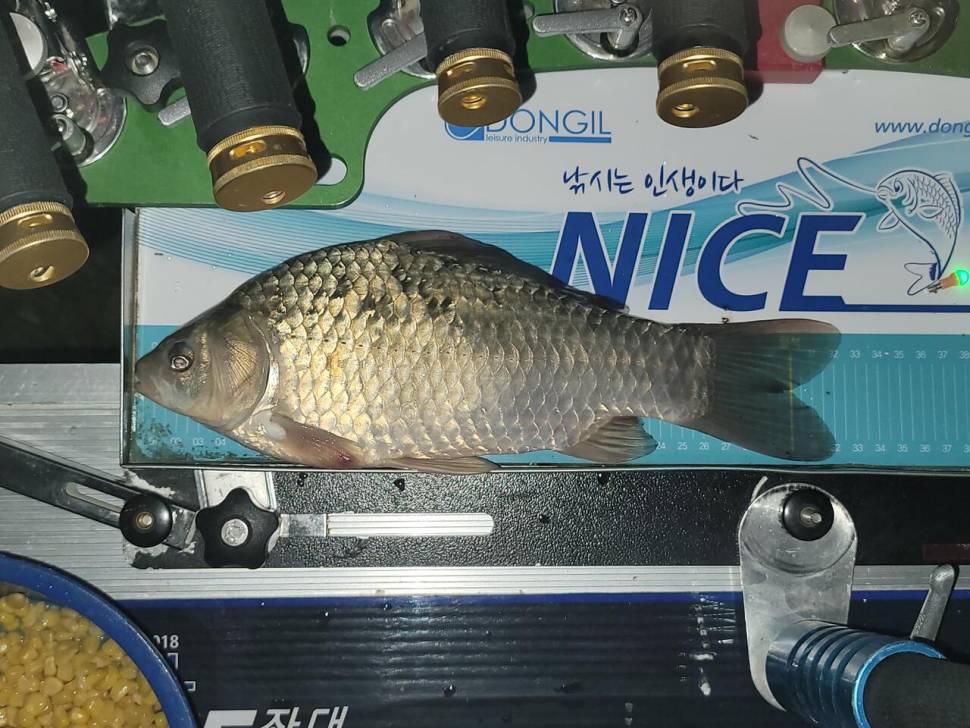 배수중인 계곡지에서의 힐링이야기 (조황조행기 - 화보조행기)