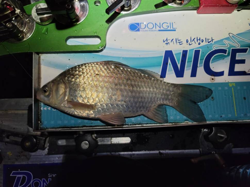 올해 첫 물낚시 재밌게 다녀왔습니다 (조황조행기 - 화보조행기)