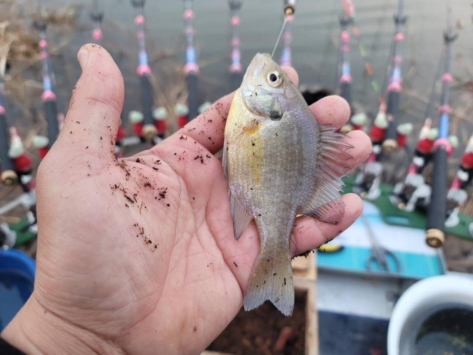 영암에 찾아온 봄 (조황조행기 - 화보조행기)