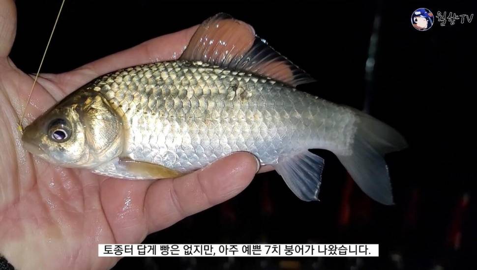 세종소류지 옥수수 새우에 마릿수 붕어 (조황조행기 - 화보조행기)