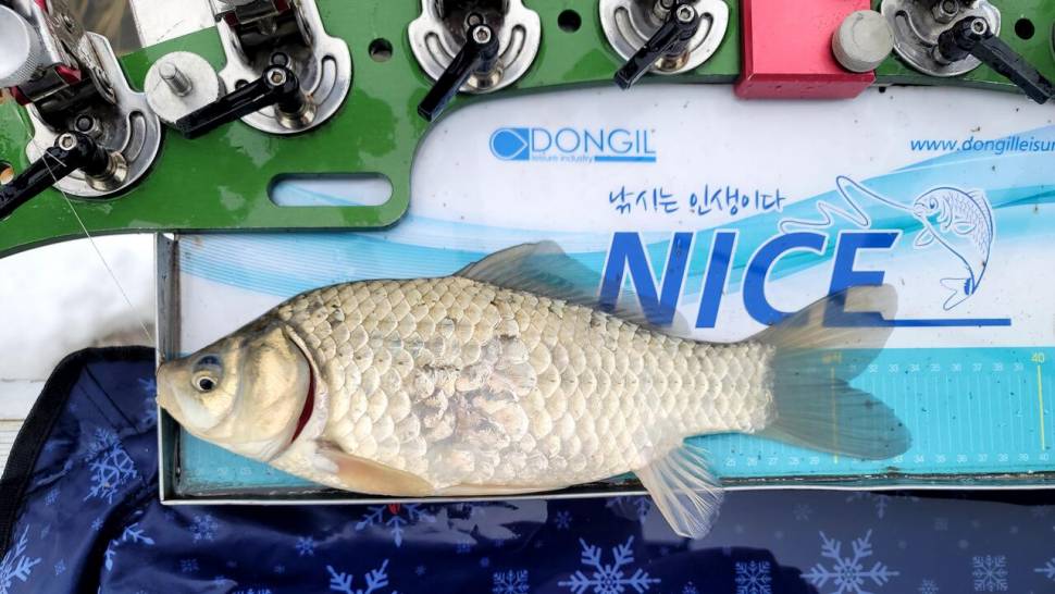 한파 속 하수 종말 처리장이 있는 수로에서 물낚시의 희망을 갖다 (조황조행기 - 화보조행기)