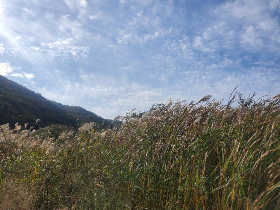 약2년만의 낚시그리고 가을의부사호조황 (조황조행기 - 화보조행기)