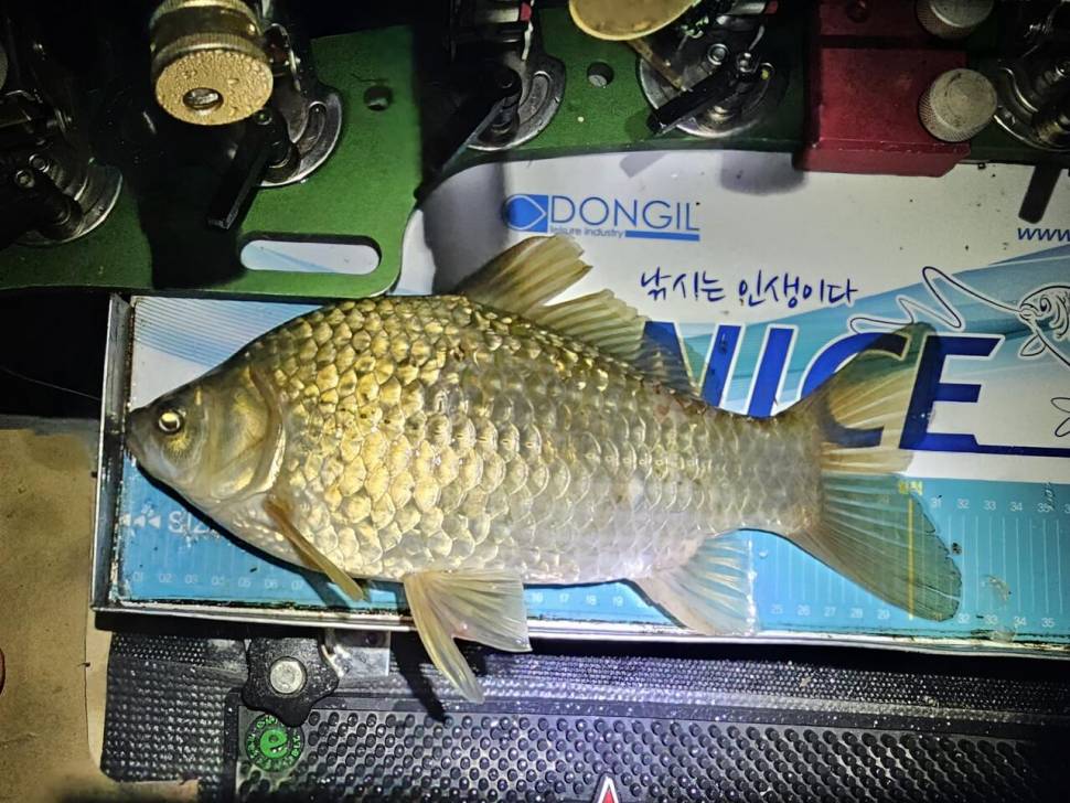 좋은 만남이 가져다 준 붕어 (조황조행기 - 화보조행기)
