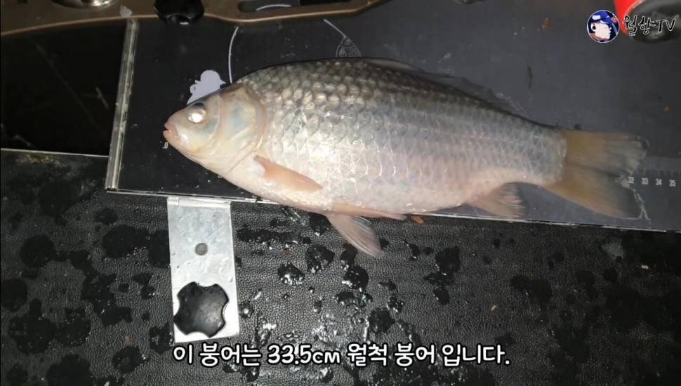 무안에서 즐겁게 낚시하고 왔어요 (조황조행기 - 화보조행기)