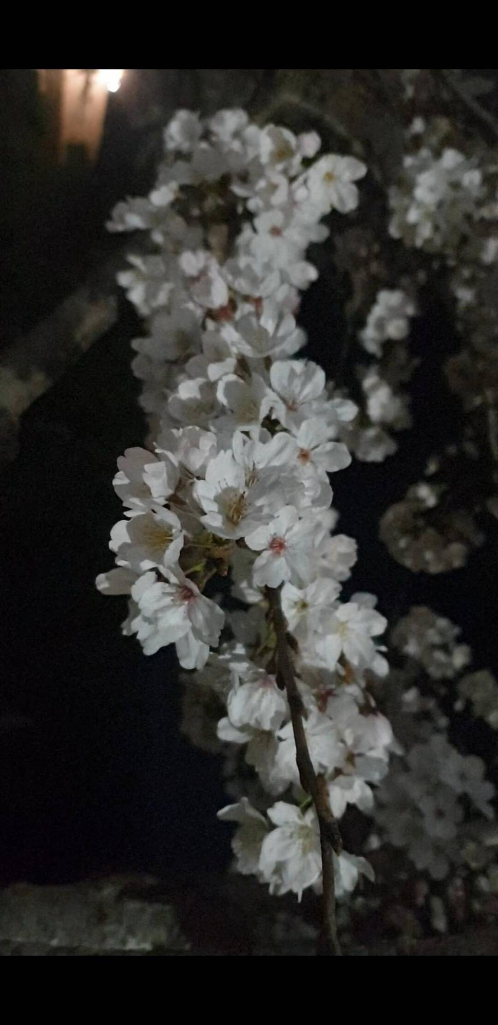 3짜와 4짜의 차이는 단 1cm (조황조행기 - 화보조행기)