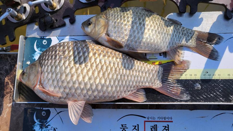 초대리지 봄이 보낸 초대장 (조황조행기 - 화보조행기)