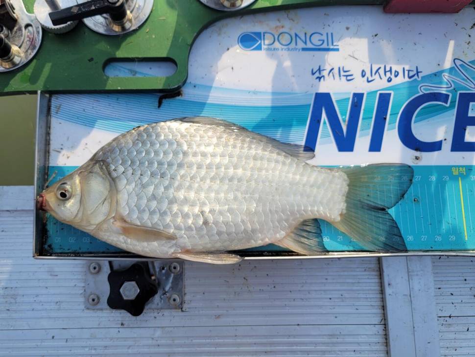 해창만에서 영암수로까지 (조황조행기 - 화보조행기)