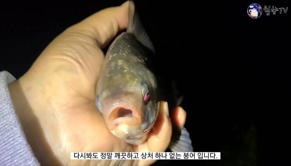 보고 싶었어 붕어야 논산 소류지 붕어 낚시 다녀 왔어요 (조황조행기 - 화보조행기)