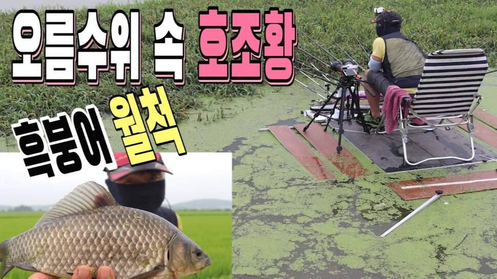 오름수위 속 호조황 흑붕어 월척을 잡다 (조황조행기 - 화보조행기)