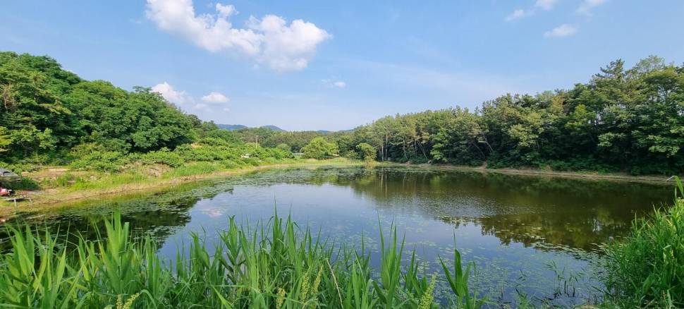 황금빛 붕어는 여기에 (조황조행기 - 화보조행기)