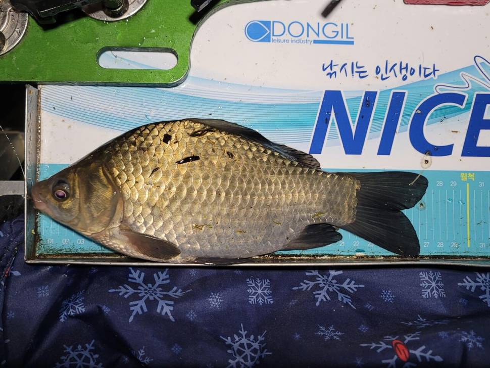 납회를 위한 답사낚시 다녀왔습니다 (조황조행기 - 화보조행기)