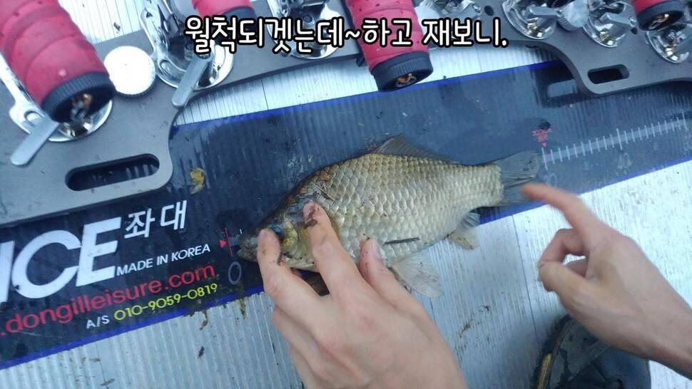 지존조행기아빠와 아들 그리고 피조사 (조황조행기 - 화보조행기)