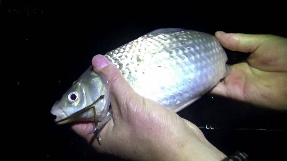 붕어낚시 시즌 시작 Carp fishing season begins (조황조행기 - 화보조행기)