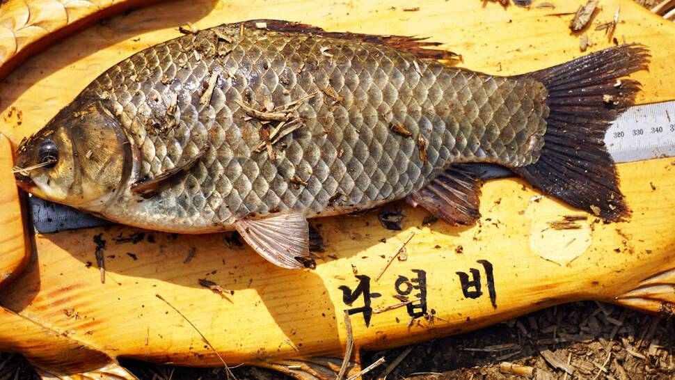 금강 대어를 꿈꾸다 (조황조행기 - 화보조행기)