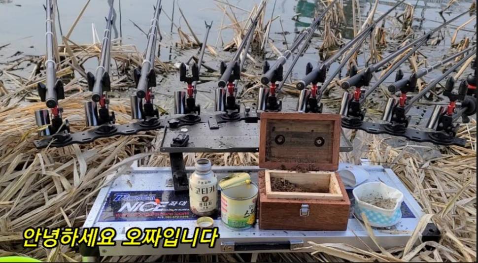부들갈대 낮은수심 낚시 (조황조행기 - 화보조행기)