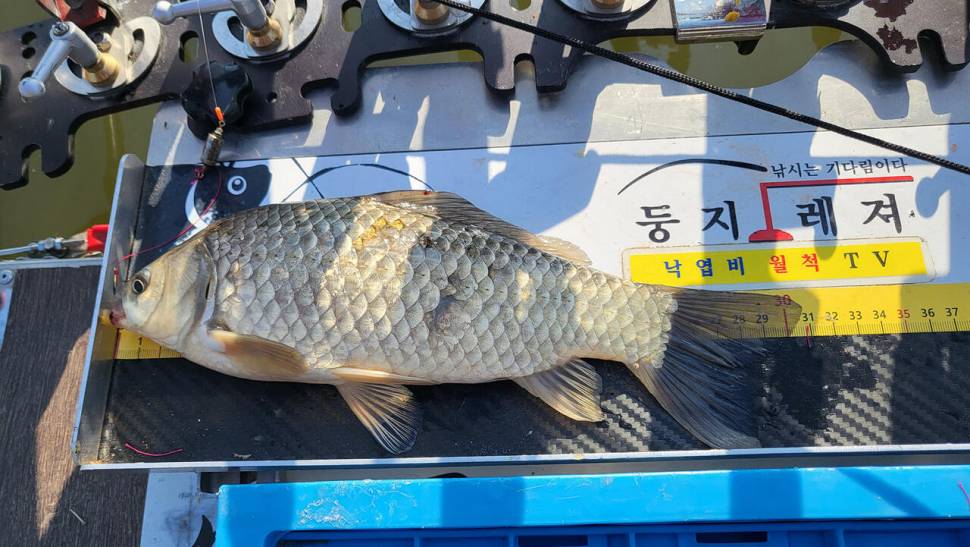 배수기에 조과가 좋은 터 (조황조행기 - 화보조행기)