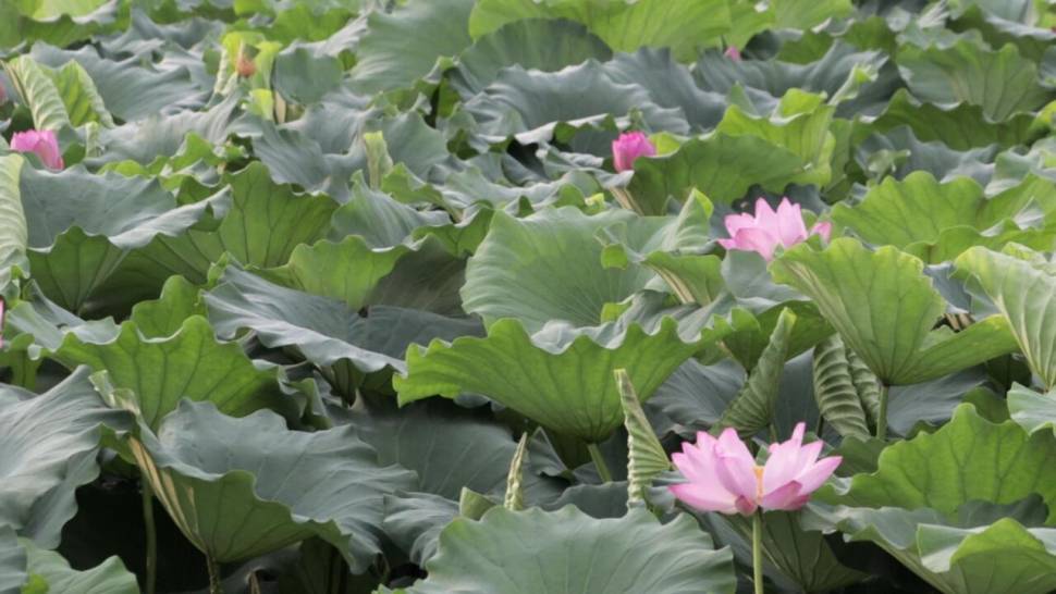 경산 완제지 입문자들을 위한 멋진 장소에 다녀왔습니다 (조황조행기 - 화보조행기)