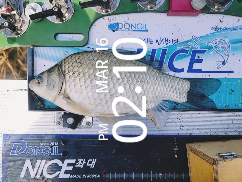 영암에 찾아온 봄 (조황조행기 - 화보조행기)