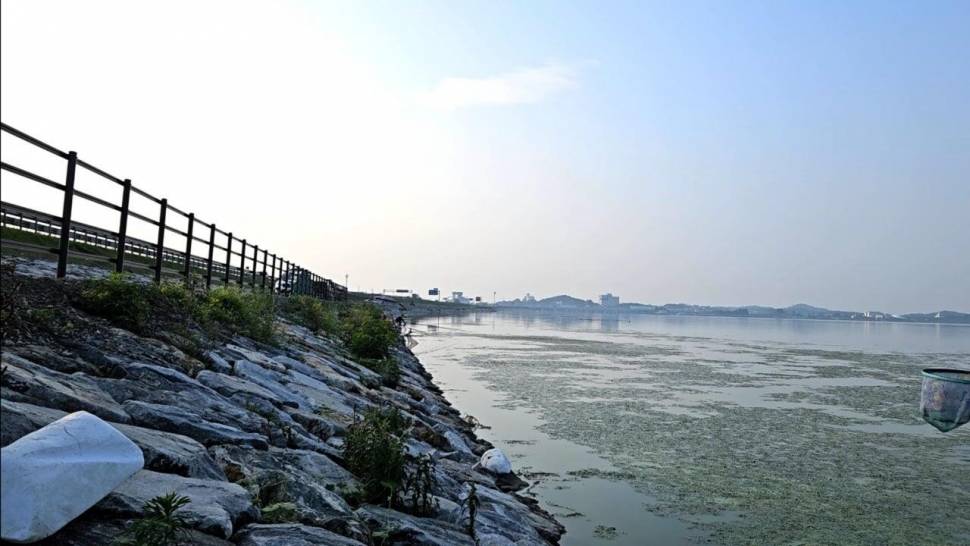 아산호 공세리 석축지대 배수기 붕어 집합장 (조황조행기 - 화보조행기)