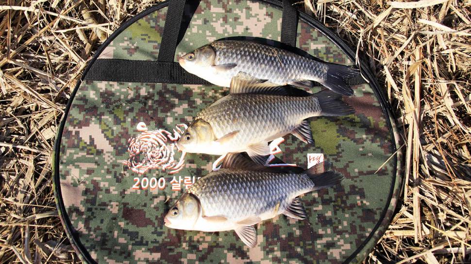 붕어낚시 시즌 시작 Carp fishing season begins (조황조행기 - 화보조행기)
