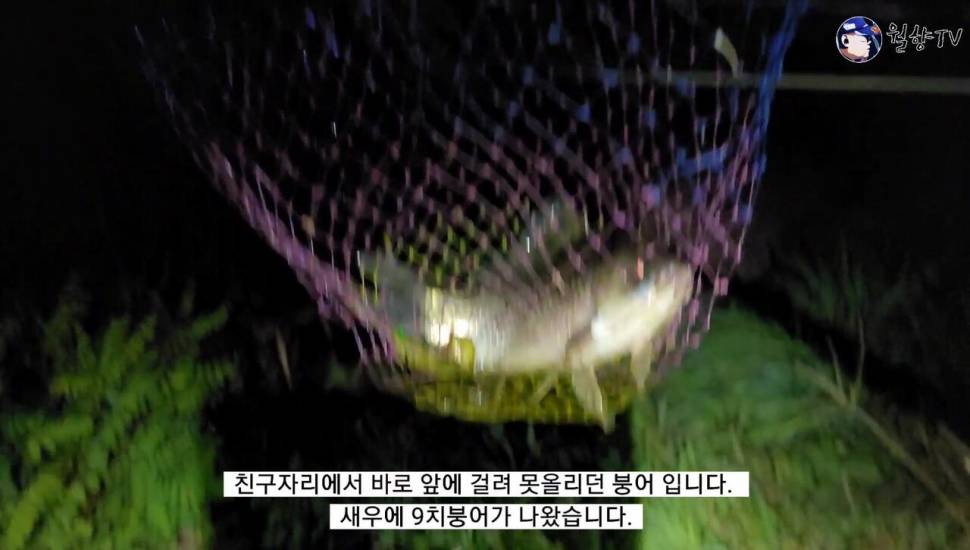 세종소류지 옥수수 새우에 마릿수 붕어 (조황조행기 - 화보조행기)