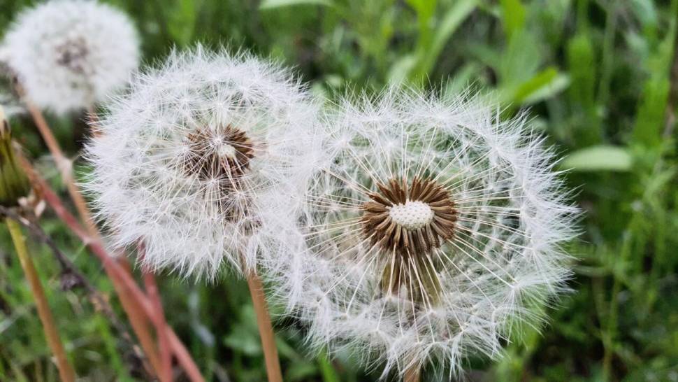 세발이의 힐낚 다이어리 (조황조행기 - 화보조행기)