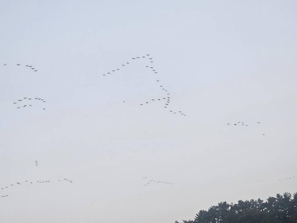 붕어가 사라졌다 (조황조행기 - 화보조행기)