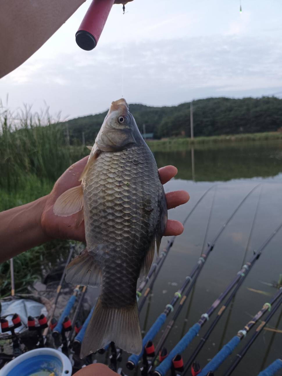 요즘 붕어 얼굴 보기 힘드네요 (조황조행기 - 화보조행기)