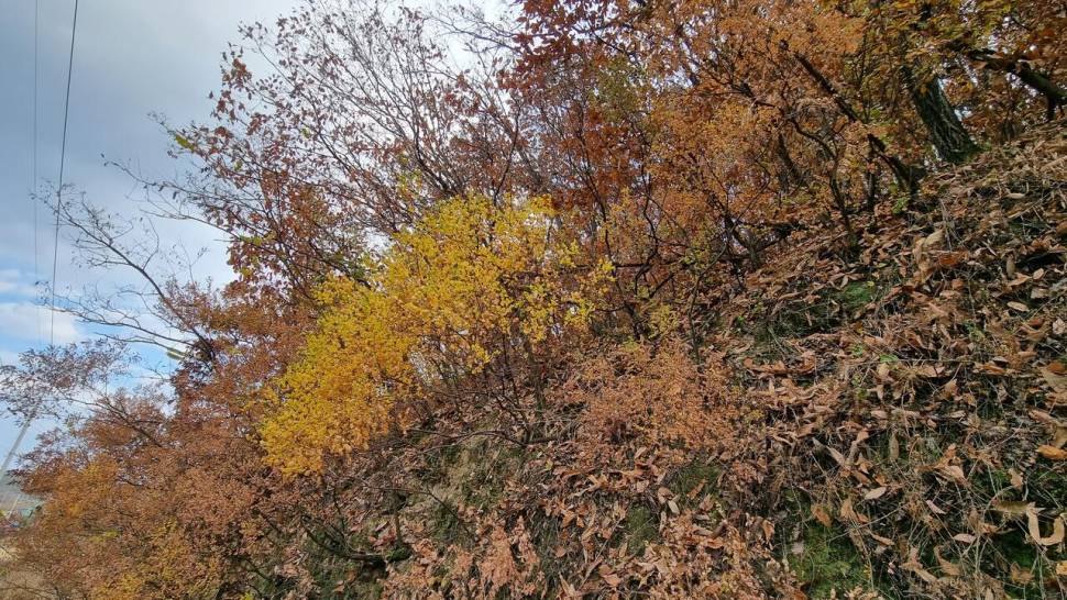 자연과 함께 (조황조행기 - 화보조행기)