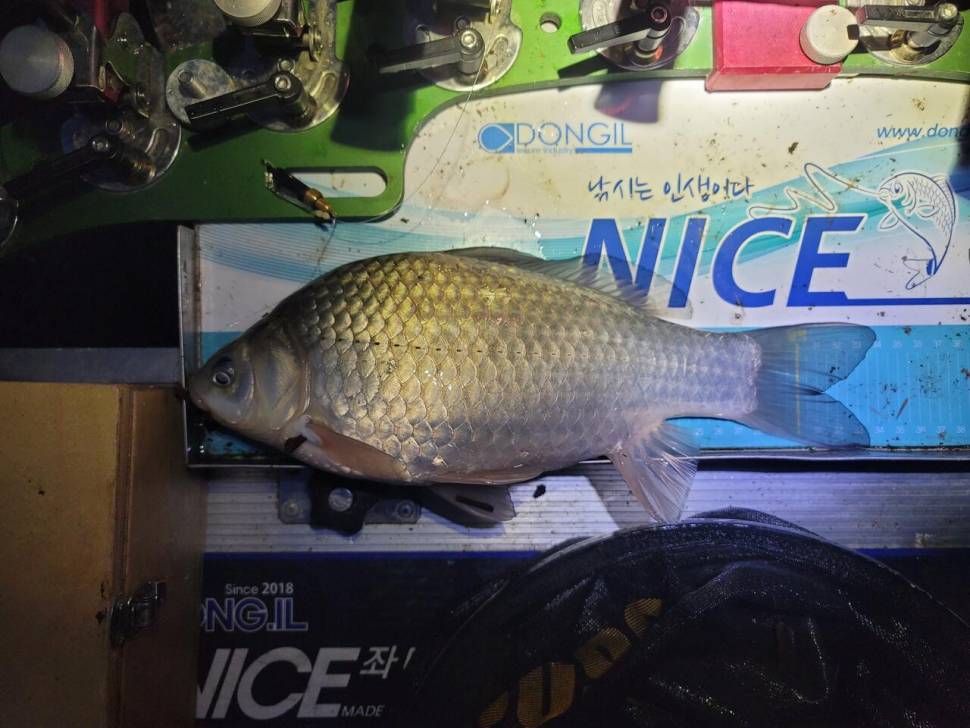 영암에 찾아온 봄 (조황조행기 - 화보조행기)