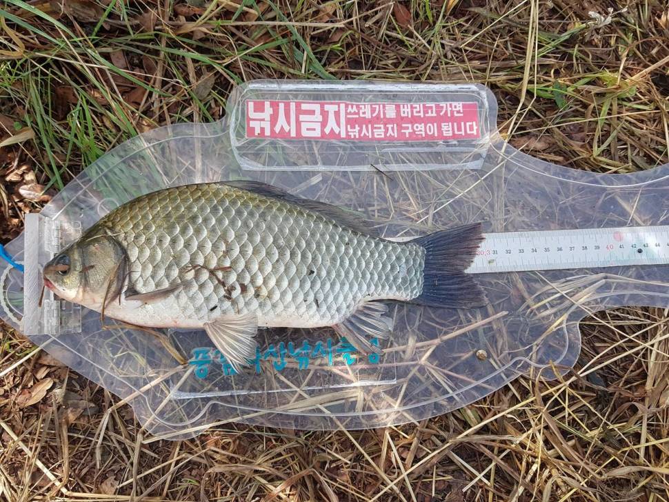 풍림화산의 물가여행 82 오랫만에 평택호 구경하러 같어요 (조황조행기 - 화보조행기)