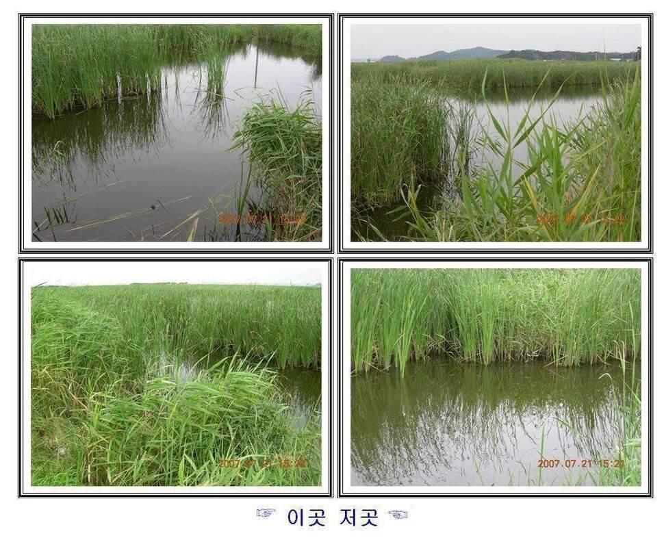 경기도 안성 소류지 (조황조행기 - 화보조행기)
